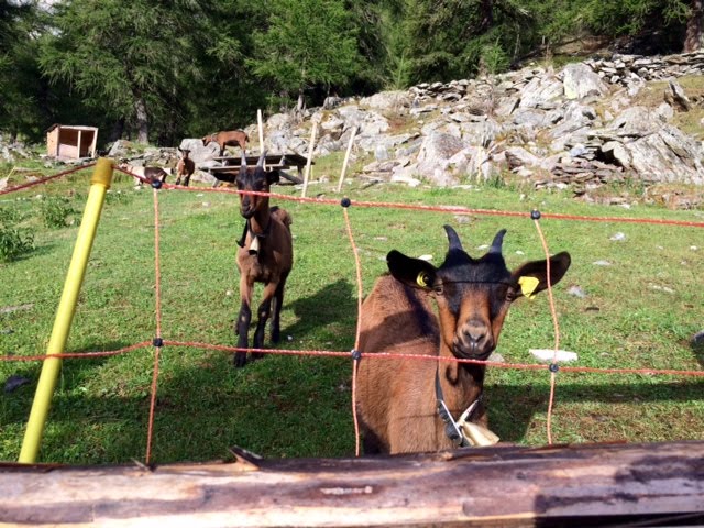 L1: den 8 – Göflaner Alm –&nbsp;Martellerhütte